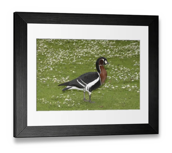 Framed Print : Red-breasted Goose (Branta ruficollis) Red-breasted Goose