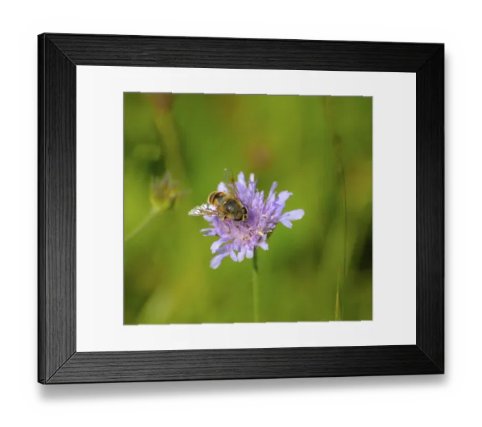 Framed Print : Scapiosa with hoverfly in the meadow Framed Print : Scapiosa with hoverfly in the meadow