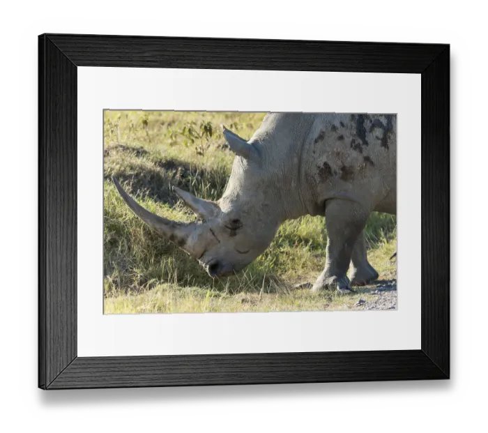 Framed Print : White rhinoceros (Ceratotherium simum)