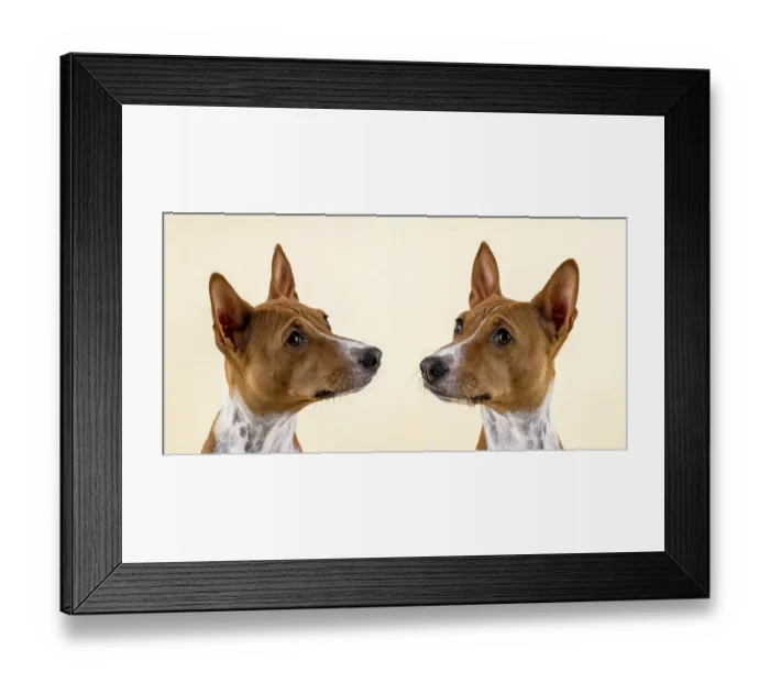 Framed Print : Basenji or Congo terrier (Canis lupus familiaris) Framed Print : Basenji or Congo terrier (Canis lupus familiaris)