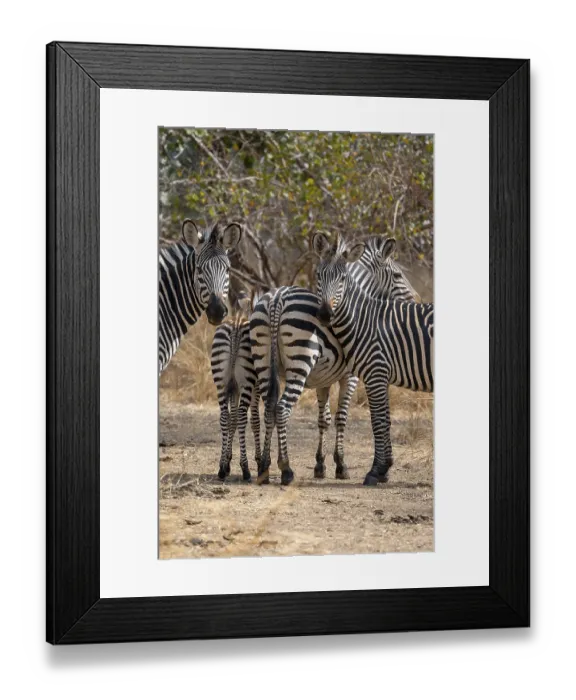 Framed Print : Plains Zebra of the subspecies crawshay's zebra (Equus quagga crawshayi)