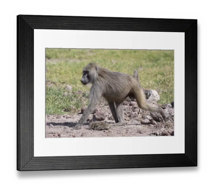 Framed Print : Olive baboon (Papio anubis), Lake Manyara National Park
