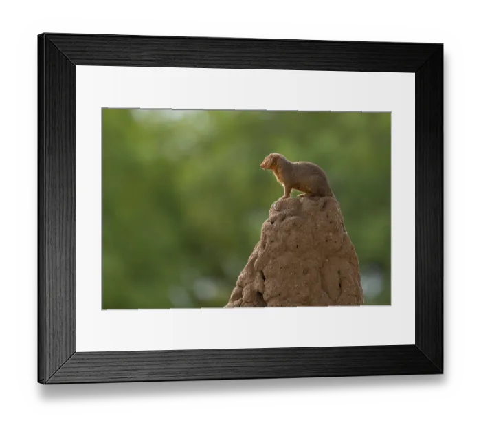 Framed Print : Mongoose (Herpestidae), sitting on termite mound Framed Print : Mongoose (Herpestidae), sitting on termite mound