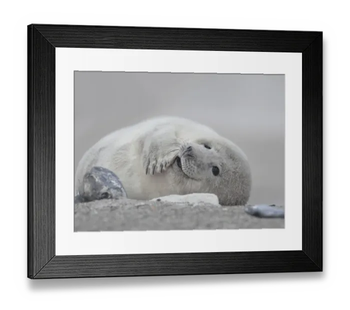 Framed Print : Grey seal (Halichoerus grypus)