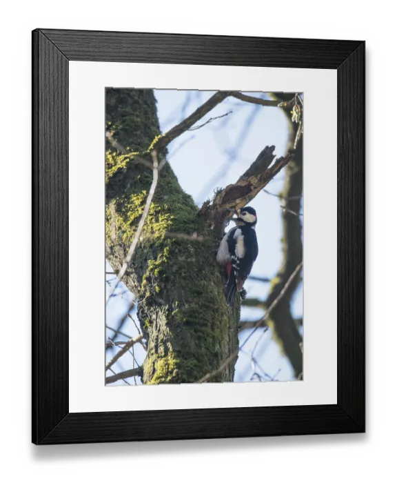 Framed Print : Great spotted woodpecker (Dendrocopos major)