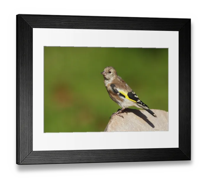 Framed Print : European Goldfinch (Carduelis carduelis)
