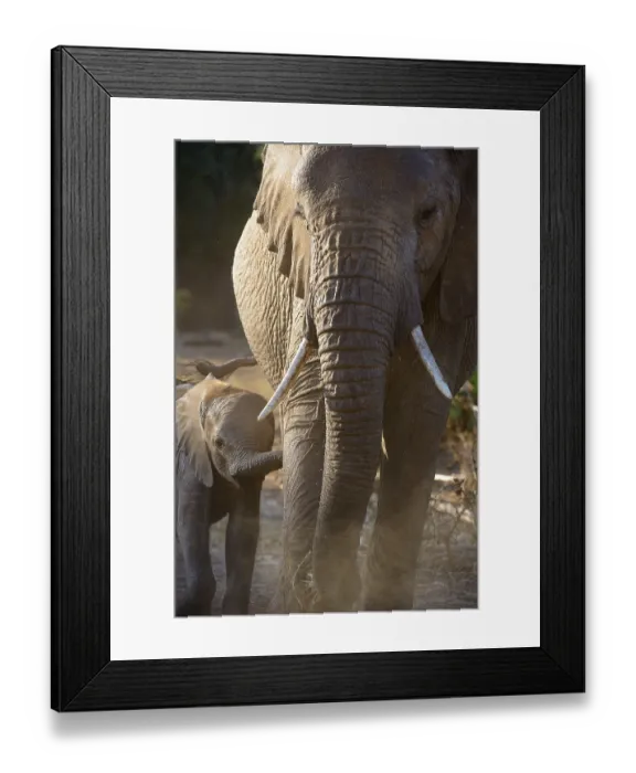 Framed Print : African Elephant (Loxodonta africana)