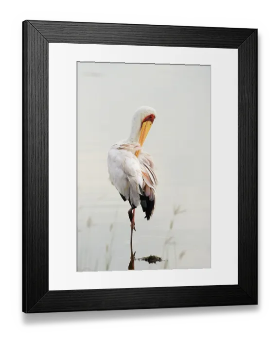 Framed Print : Yellow-billed Stork (Mycteria ibis)