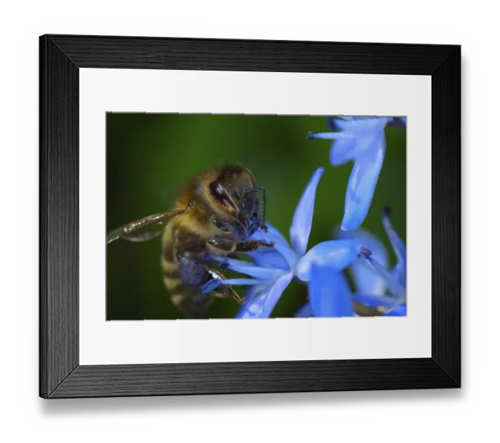 Framed Print : Bee pollinating a flower Framed Print : Bee pollinating a flower