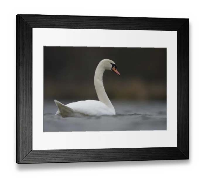 Framed Print : Mute swan (Cygnus olor)