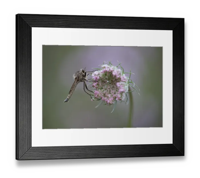 Framed Print : Robberfly (Machimus rusticus), sitting on a flower of a wild carrot Framed Print : Robberfly (Machimus rusticus), sitting on a flower of a wild carrot