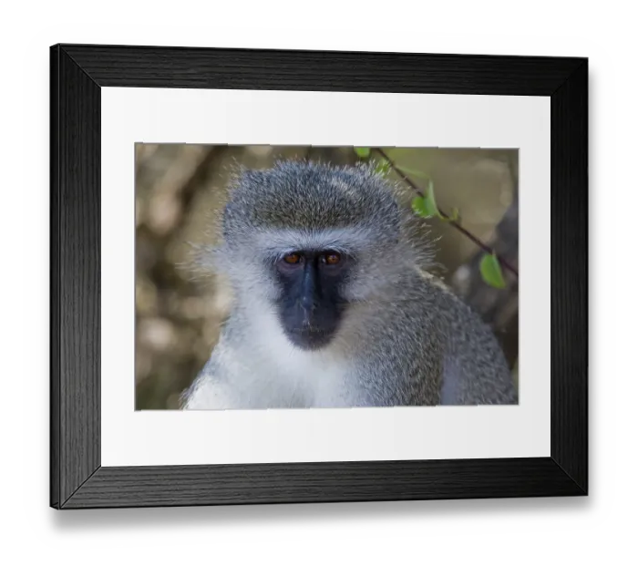 Framed Print : Vervet Monkey (Chlorocebus pygerythrus) Framed Print : Vervet Monkey (Chlorocebus pygerythrus)