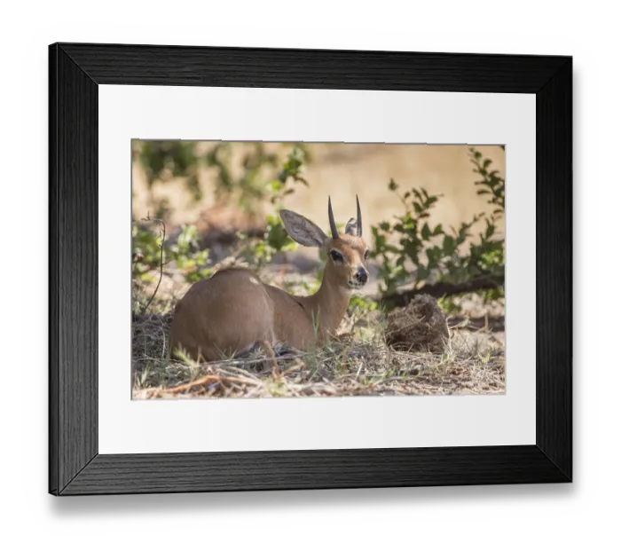 Framed Print : Steenbok (Raphicerus campestris)