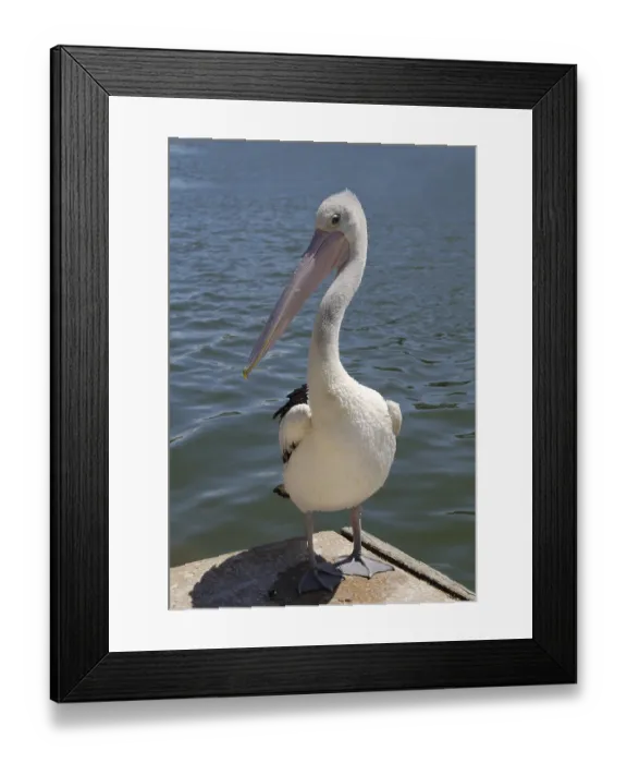 Framed Print : Australian Pelican (Pelecanus conspicillatus) om a wharf on the Murray River
