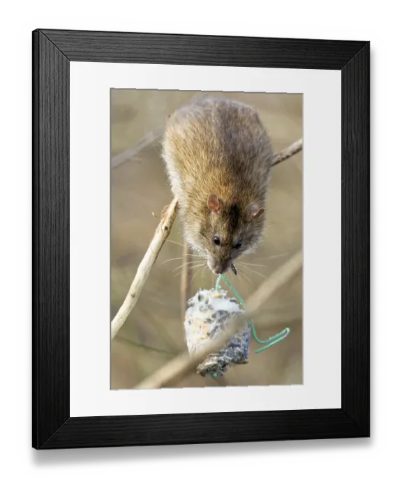 Framed Print : Norway rat on a fat ball