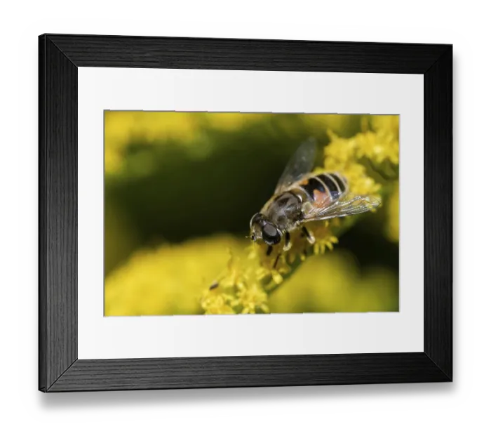 Framed Print : Garden wedge-spotted hoverfly