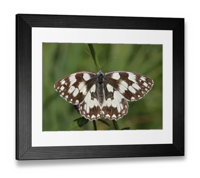 Framed Print : Ladies board Framed Print : Ladies board