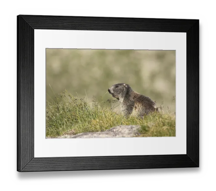 Framed Print : Groundhog