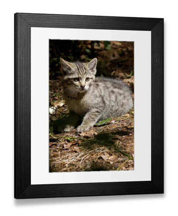 Framed Print : young wildcat Framed Print : young wildcat