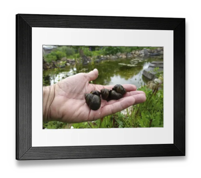 Framed Print : Blunt swamp cover snail (Viviparus viviparus) Framed Print : Blunt swamp cover snail (Viviparus viviparus)
