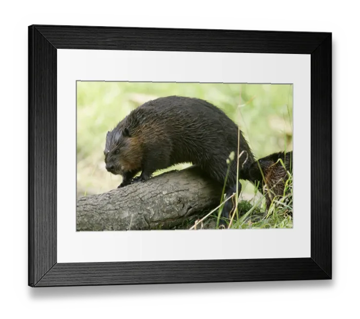 Framed Print : North American Beaver (Castor canadensis)