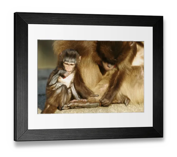 Framed Print : Gelada baboon (Theropithecus gelada)