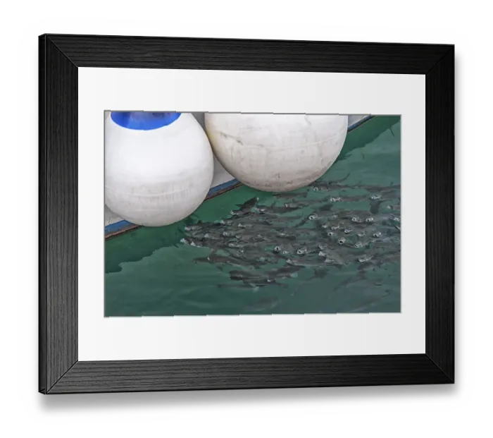 Framed Print : A shoal of mullets next to a fishing boat in the harbour basin