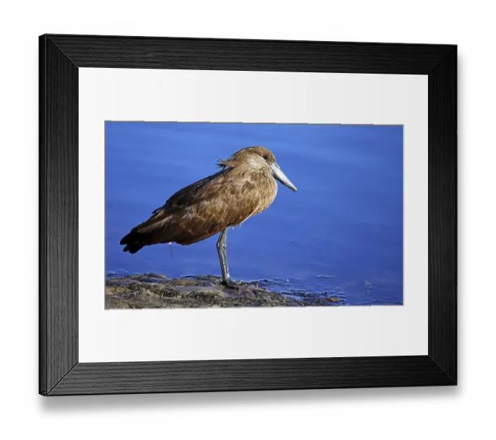 Framed Print : Hamerkop (Scopus umbretta) on the banks of the Chobe