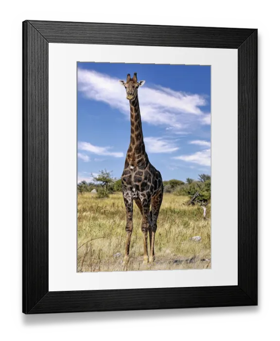 Framed Print : Sehr dunkle Giraffe, Etosha-Nationalpark, Namibia Framed Print : Sehr dunkle Giraffe, Etosha-Nationalpark, Namibia