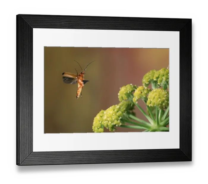 Framed Print : Black-tipped Soldier Beetle, Red-yellow soft-bodied beetle (Rhagonycha fulva)
