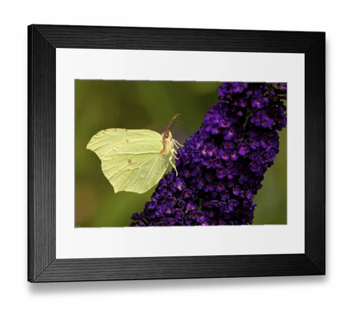 Framed Print : Lemon butterfly on the summer lilac Framed Print : Lemon butterfly on the summer lilac