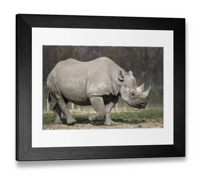 Framed Print : Black Rhinoceros or Hook-lipped Rhinoceros (Diceros bicornis) Framed Print : Black Rhinoceros or Hook-lipped Rhinoceros (Diceros bicornis)