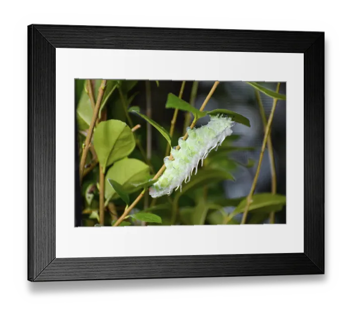 Framed Print : Atlas Moth (Attacus atlas) Caterpillar climbing a plant stem
