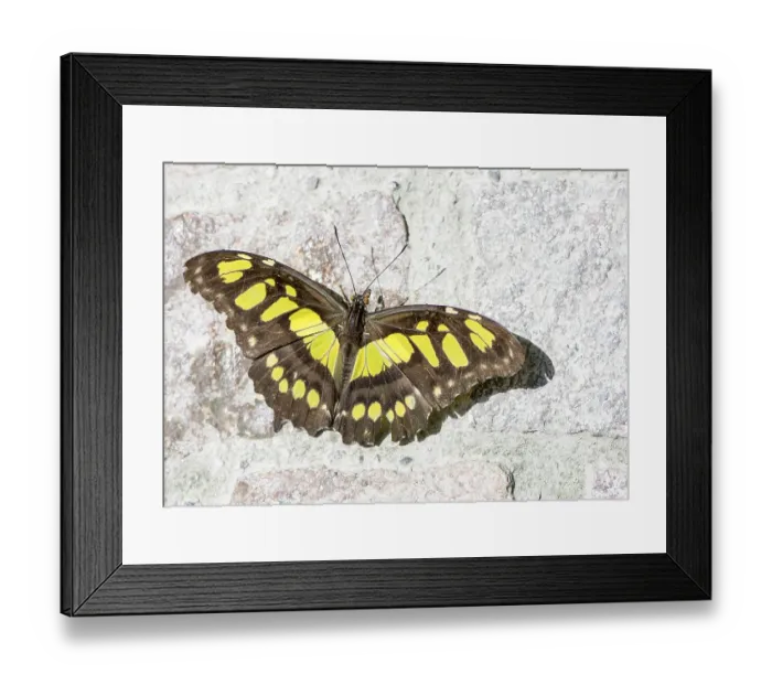 Framed Print : Tropical malachite butterfly (siproeta stelenes)