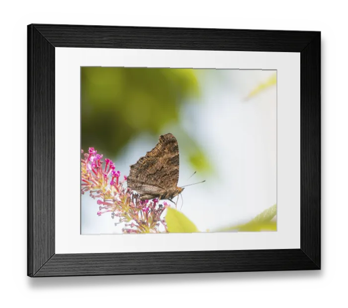 Framed Print : Peacock butterfly on the blossoms of a (buddleia) bush Framed Print : Peacock butterfly on the blossoms of a (buddleia) bush