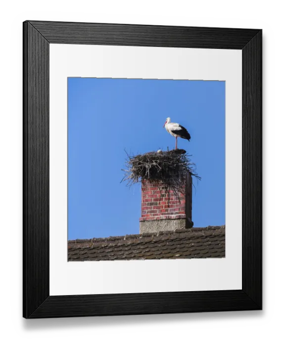 Framed Print : White stork couple building a nest on a chimney