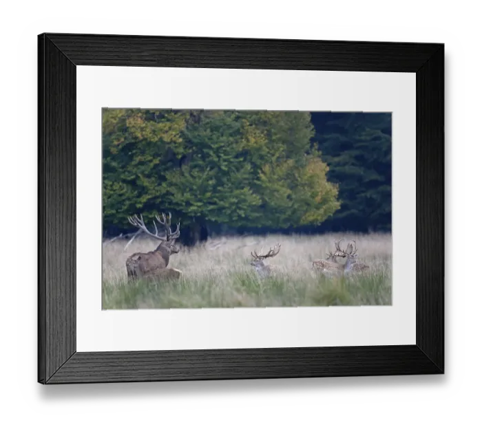 Framed Print : Red Deer is one of the largest deer species (Photo Red Deer hart and Fallow Deer (Dama dama) stags) Framed Print : Red Deer is one of the largest deer species (Photo Red Deer hart and Fallow Deer (Dama dama) stags)