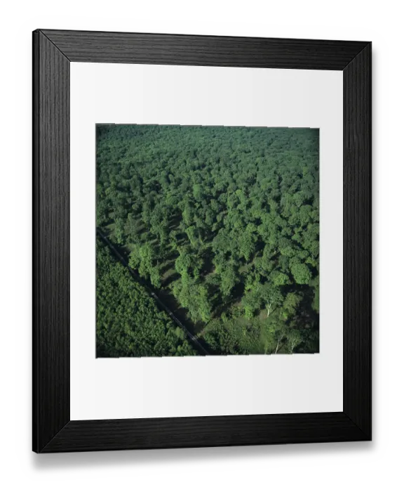 Framed Print : Foret de Troncais or Forest of Troncais Framed Print : Foret de Troncais or Forest of Troncais