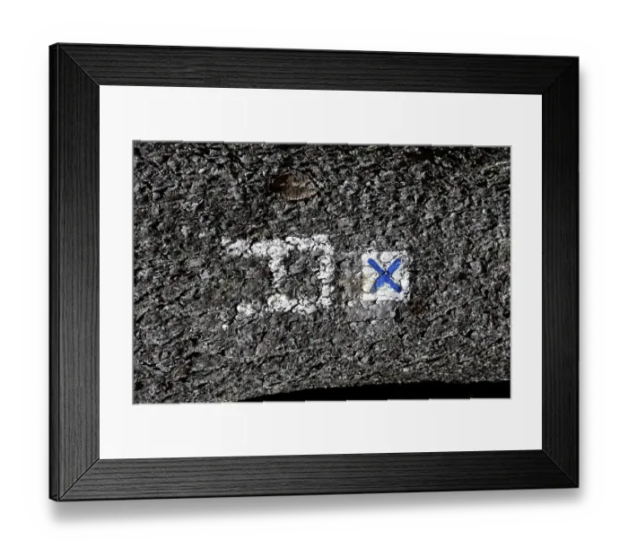 Framed Print : Rennsteig marking on a tree trunk