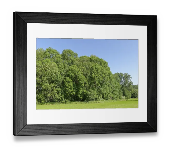 Framed Print : Forest edge with common European ash (Fraxinus excelsior)