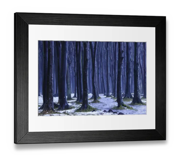 Framed Print : Ghost Forest, NienhagenMecklenburg-Vorpommern