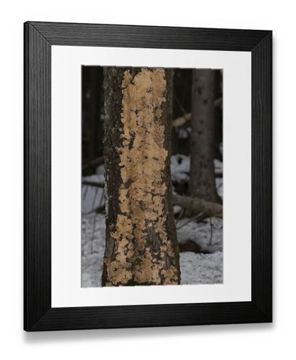 Framed Print : Wrinkled layer fungus (Stereum rugosum)
