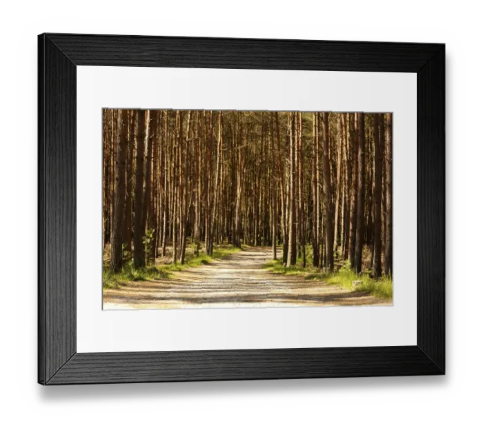 Framed Print : Walk through the pine forest Framed Print : Walk through the pine forest