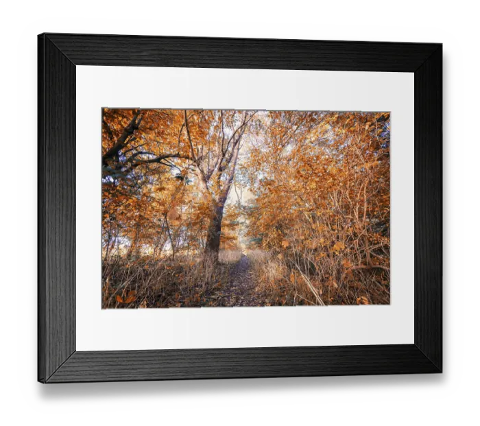 Framed Print : Autumn colors in the forest with golden red leaves on the trees in the november fall Framed Print : Autumn colors in the forest with golden red leaves on the trees in the november fall