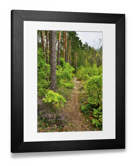 Framed Print : Trail in a pine forest