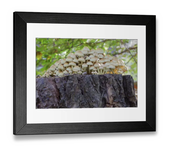 Framed Print : Sulphur Tuft (Hypholoma fasiculare) Framed Print : Sulphur Tuft (Hypholoma fasiculare)