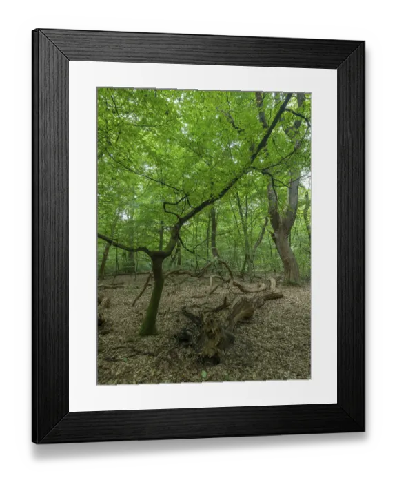 Framed Print : Jungle Baumweg, Emstek, Lower Saxony, Germany Framed Print : Jungle Baumweg, Emstek, Lower Saxony, Germany