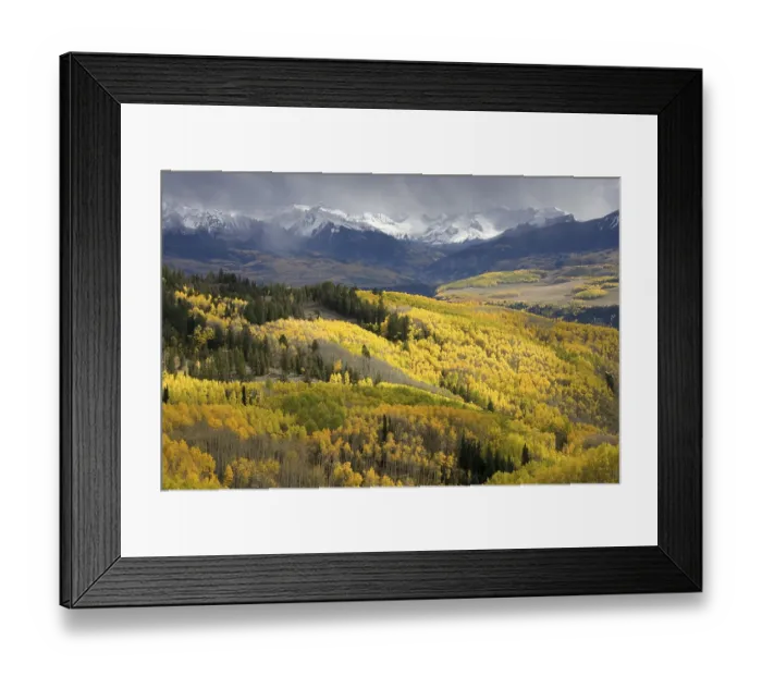 Framed Print : Mixed forest with Aspen and Colorado Blue Spruce in autumn