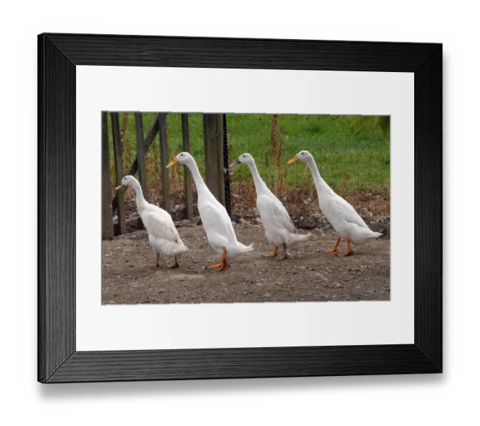 Framed Print : Domestic duck, Indian runner duck Framed Print : Domestic duck, Indian runner duck