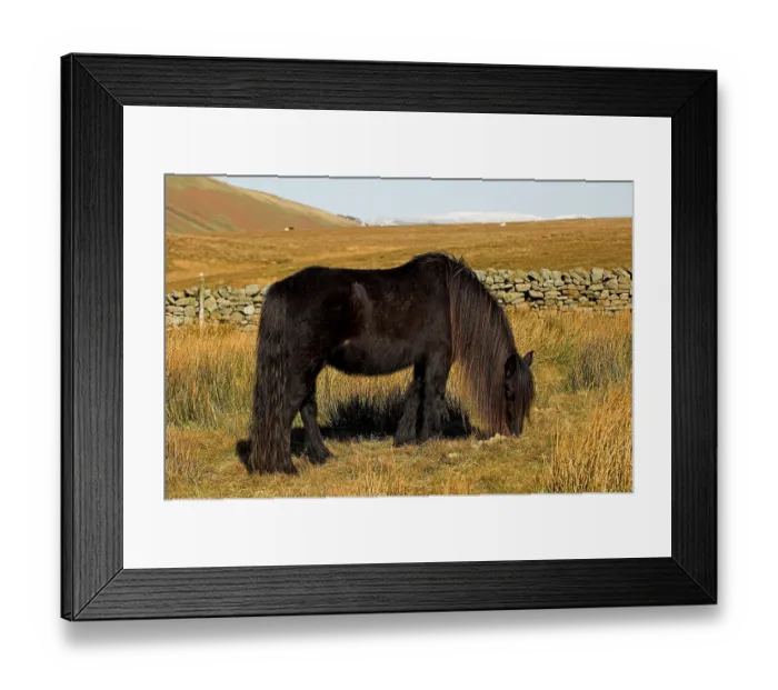 Framed Print : Dales pony, adult, grazing on moorland